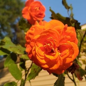 Meet your Posher, Reba